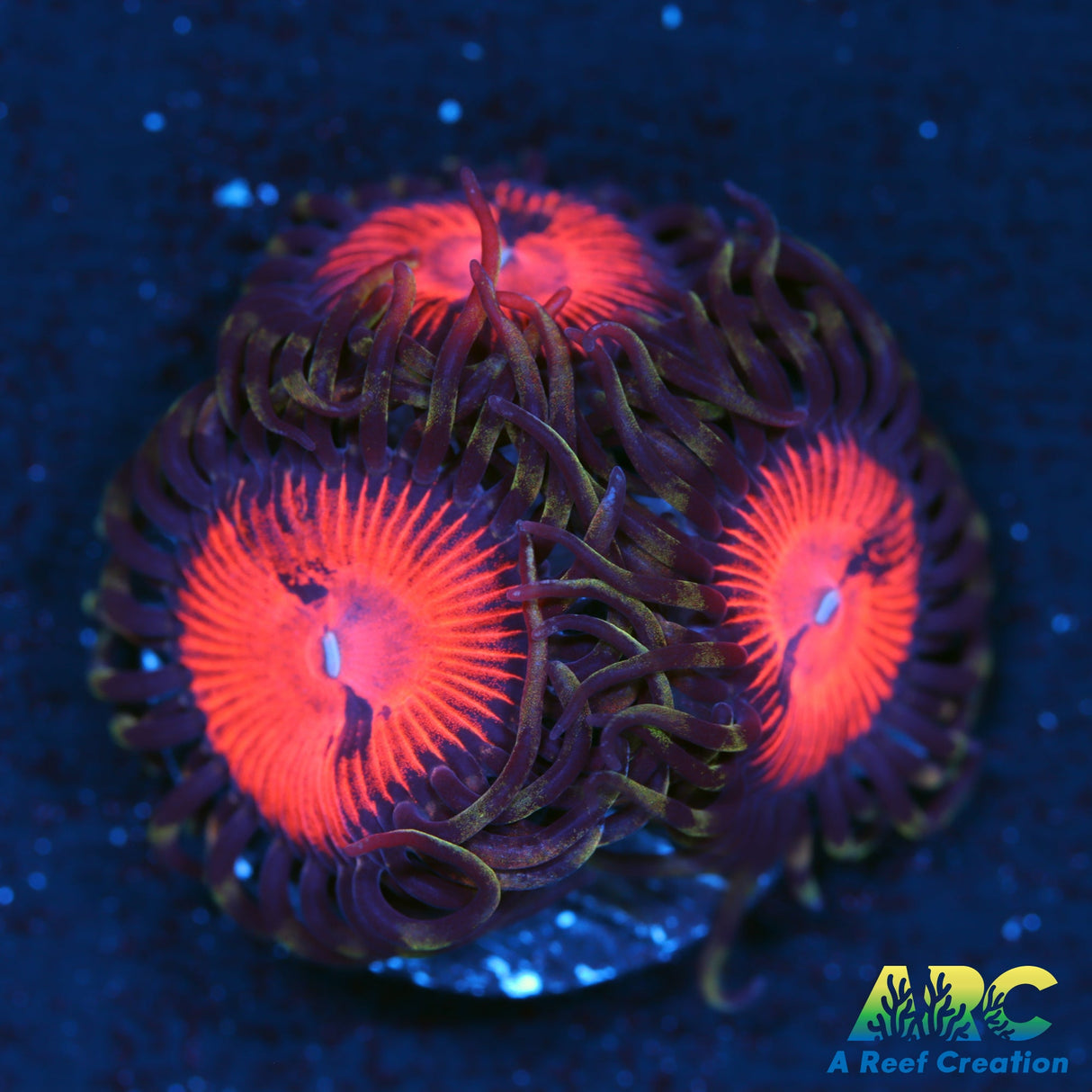 WWC Blood Sucker Zoas