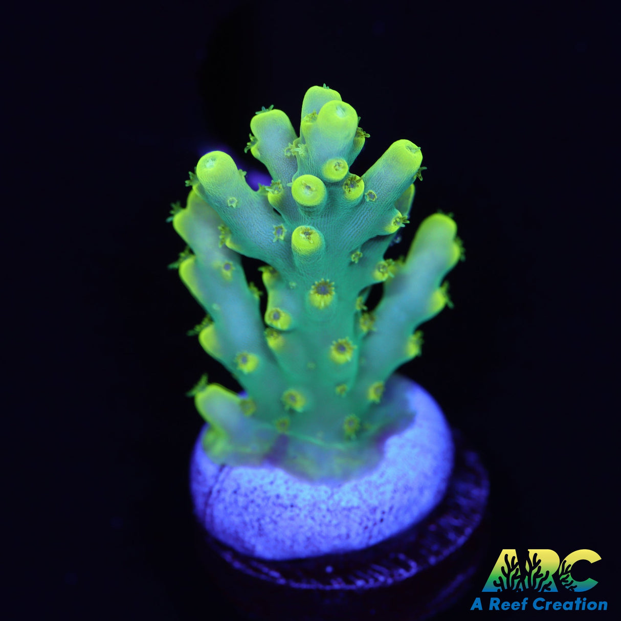 Pratt Reef Table Acro