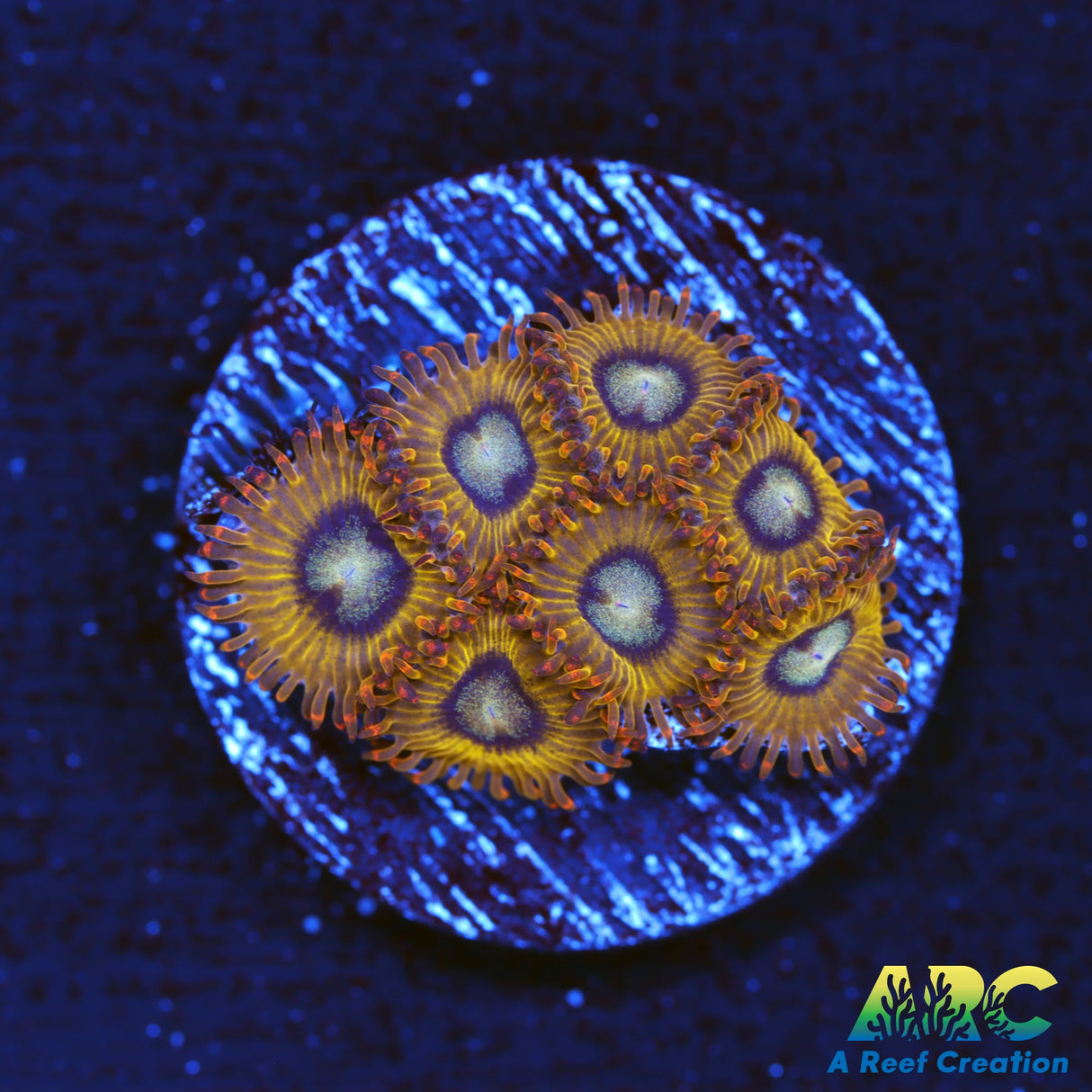 Pikachu Zoas