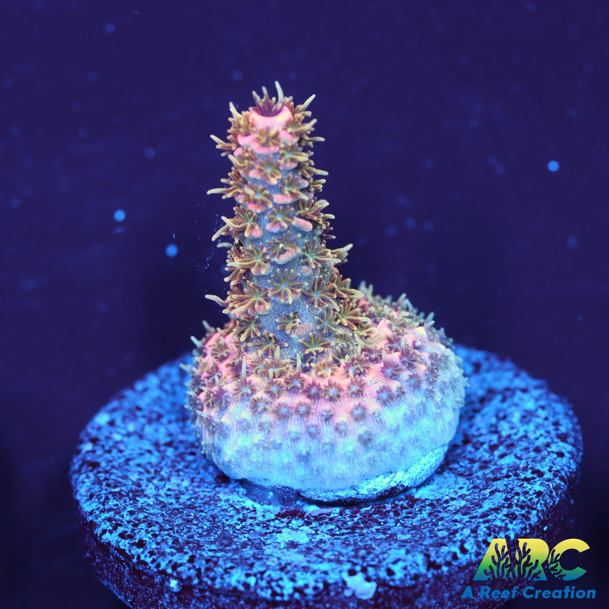 ARC Ifrit Acro