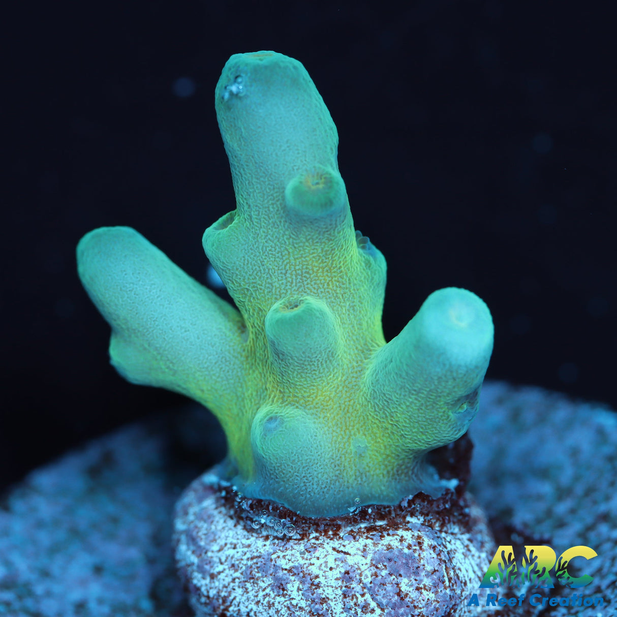 ReefGen Blueberry Fantasy