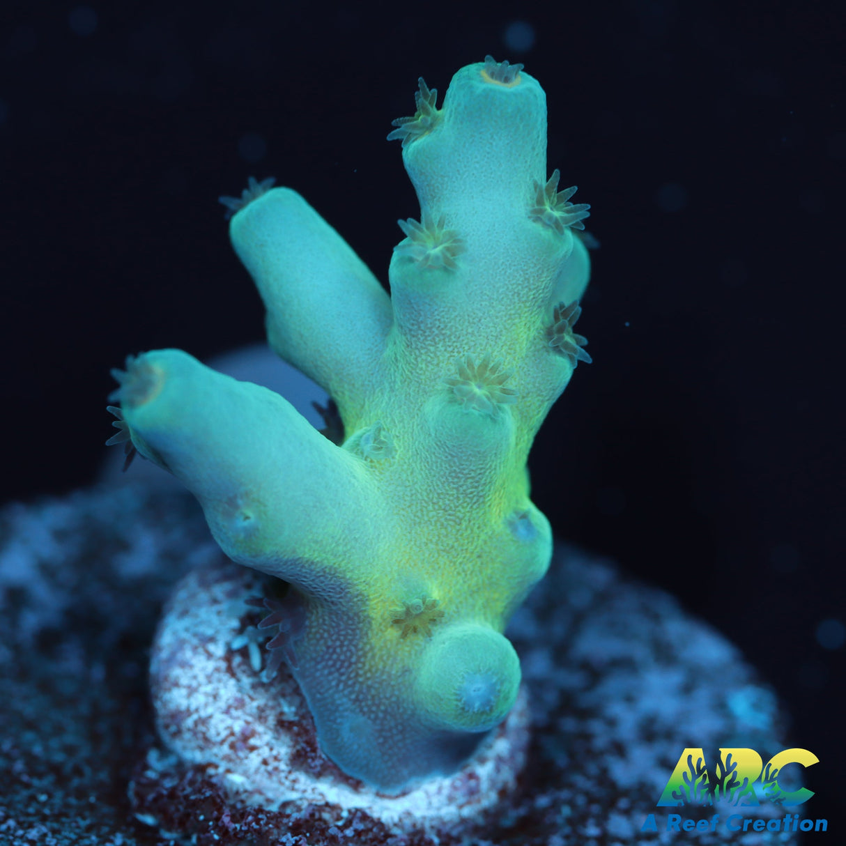 ReefGen Blueberry Fantasy