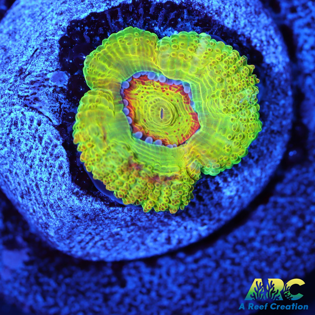 Small BSA Killshot Acan