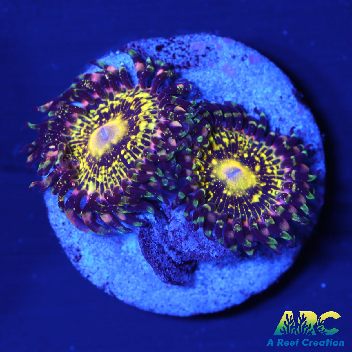 Grim Reaper Zoa