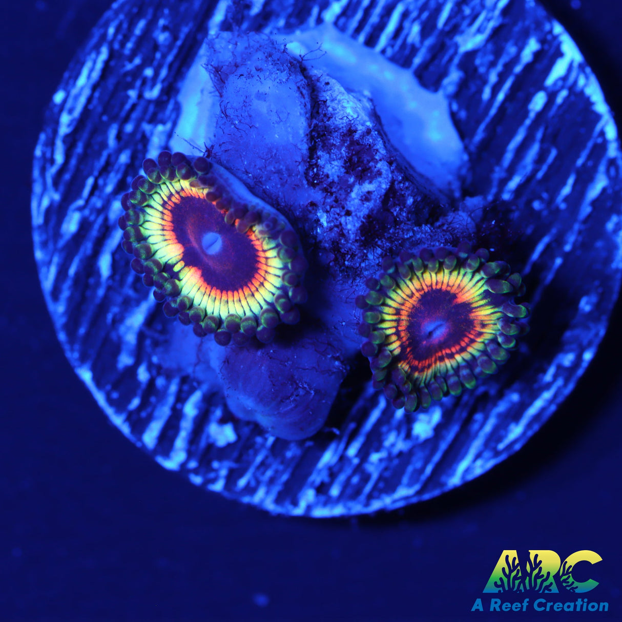 Rainbow Eclipse Zoa