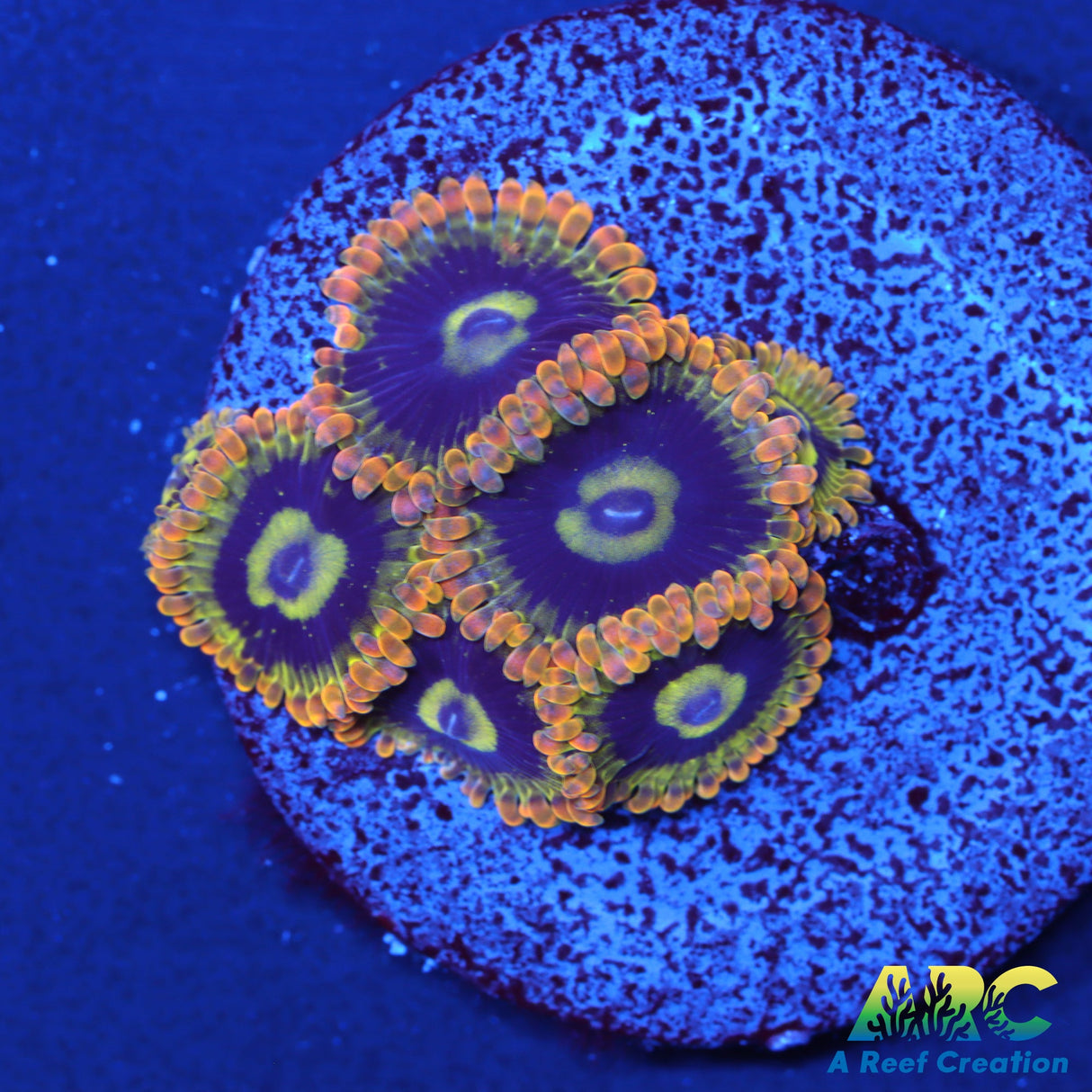 Rainbow Yoda Zoa