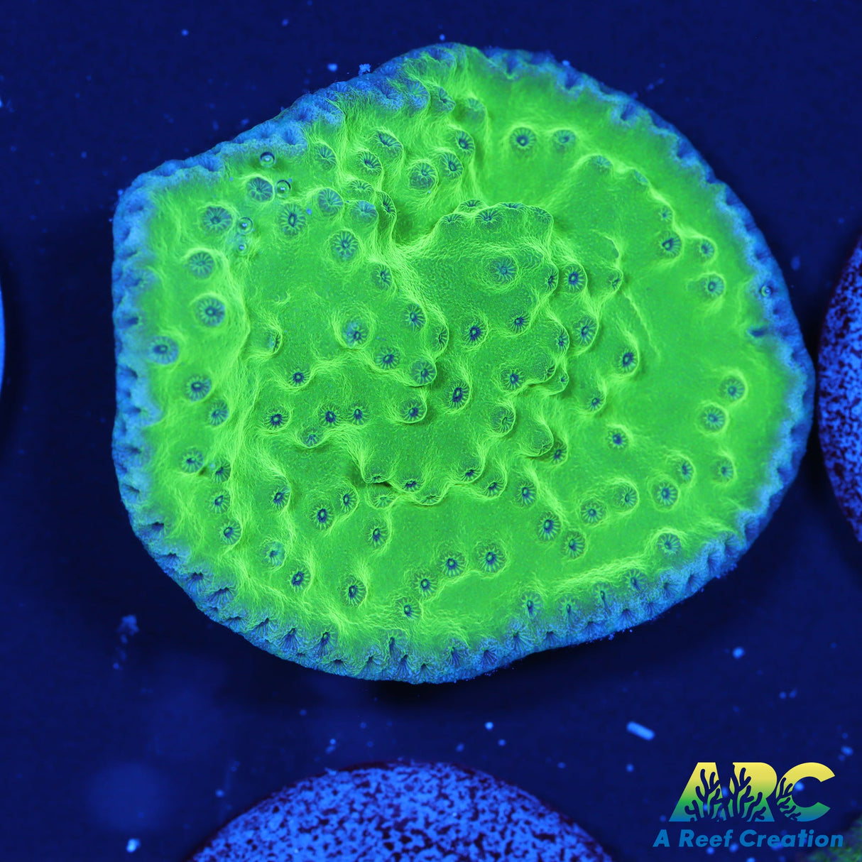 Green Turbinaria Cup coral