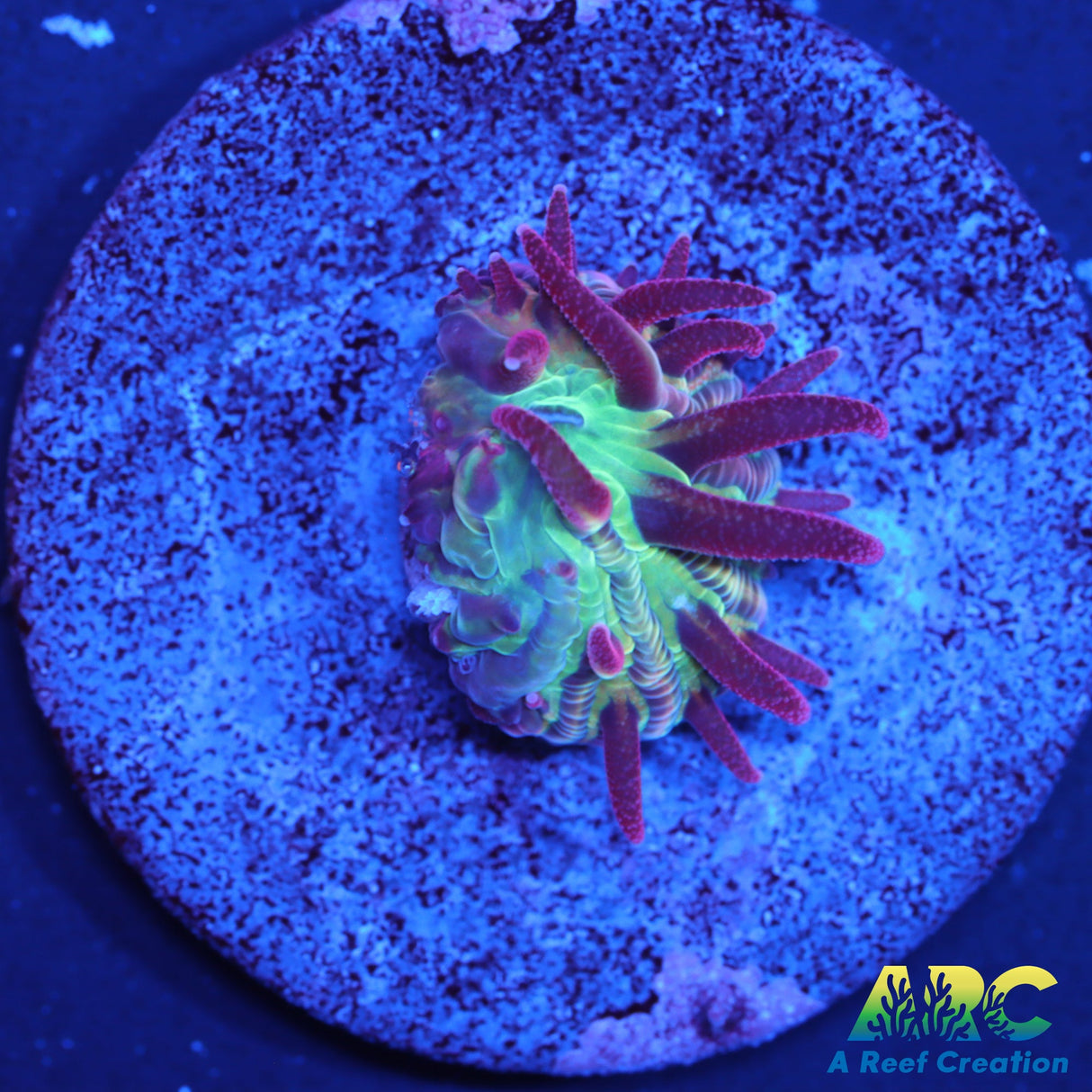 ARC Purple Hydra Diaseris Plate