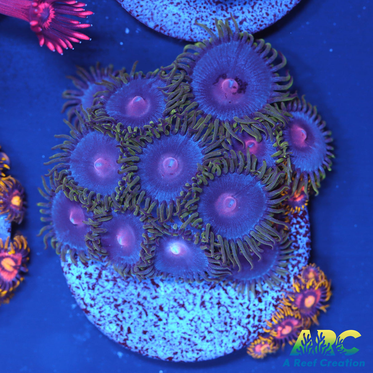 Vice Combo Zoa