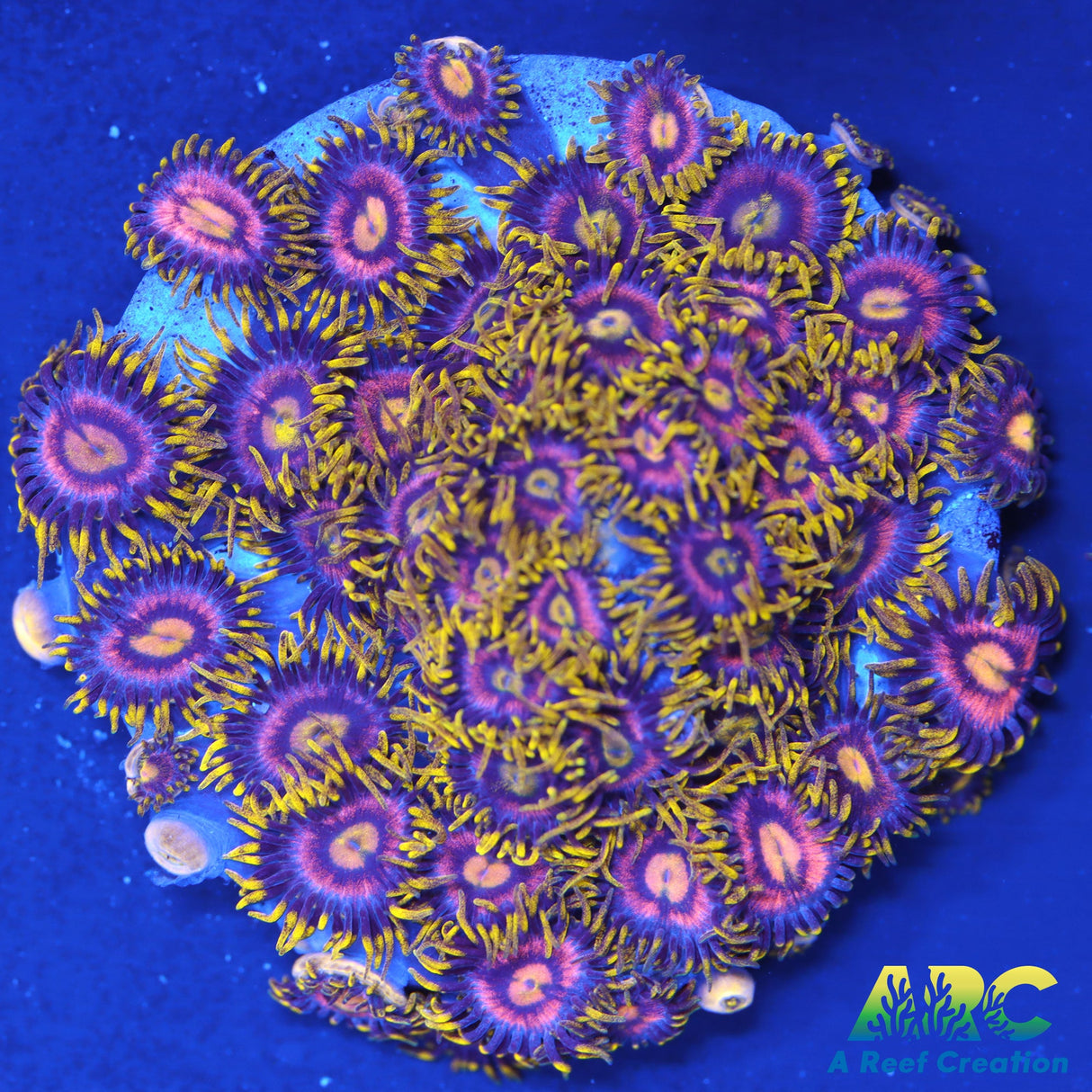 Laser Lemons Zoas