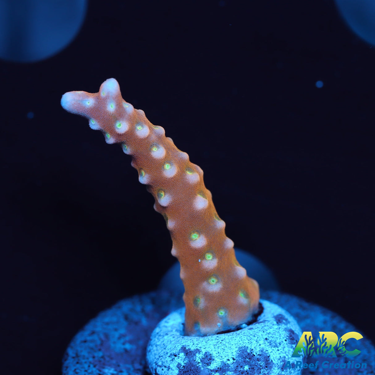 RRC Tropicana Anacropora