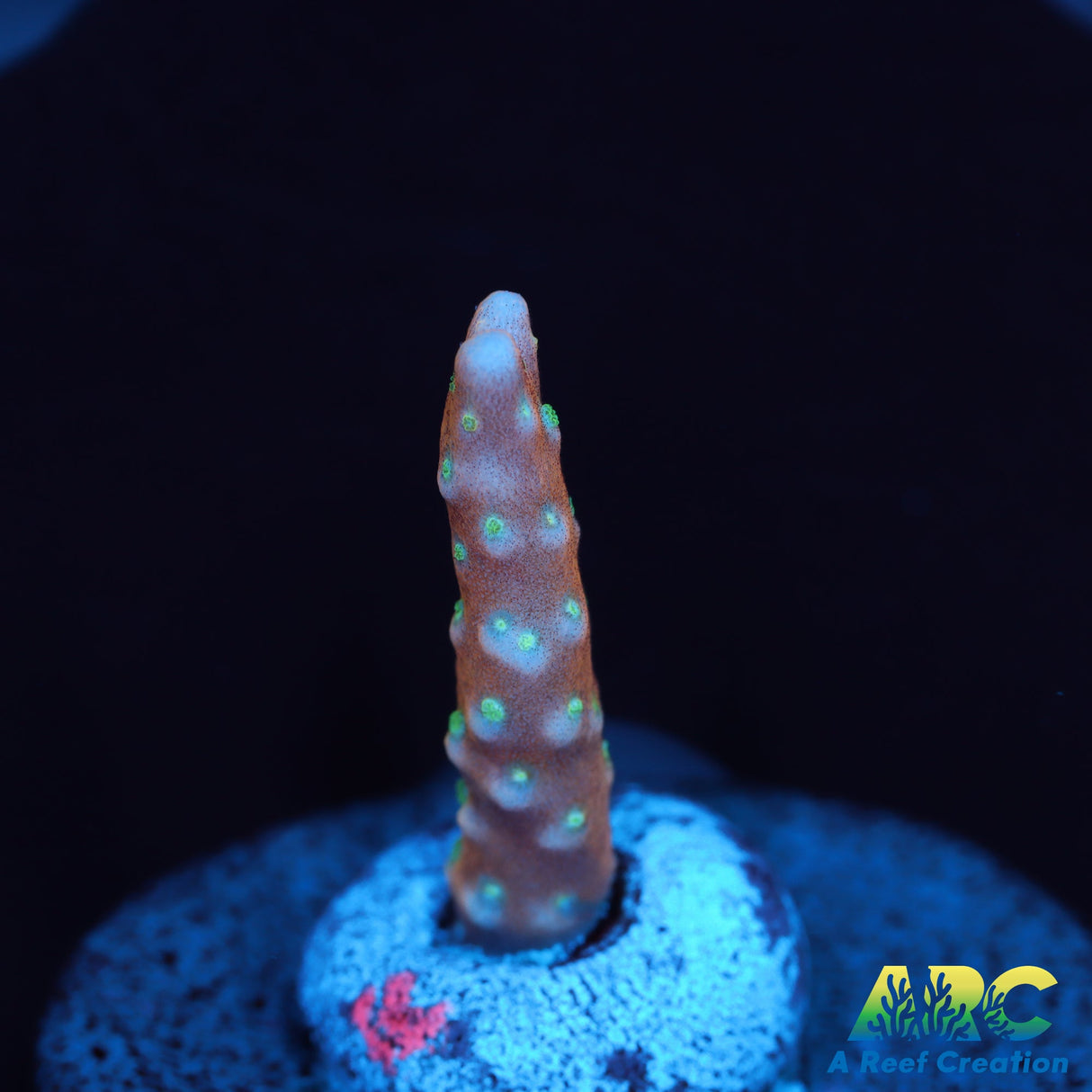 RRC Tropicana Anacropora