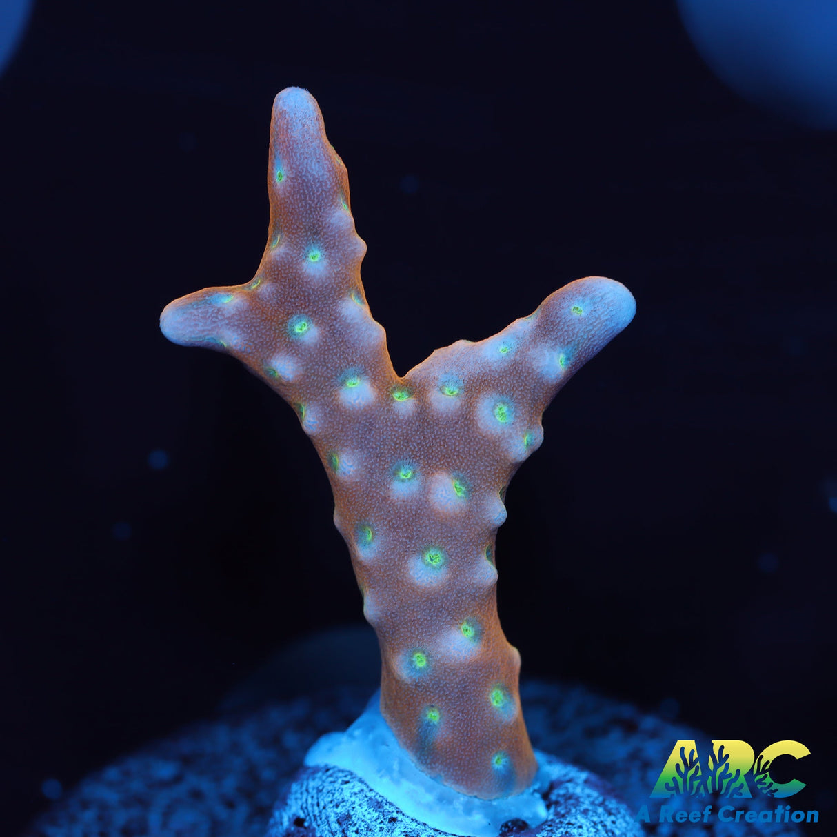 RRC Tropicana Anacropora