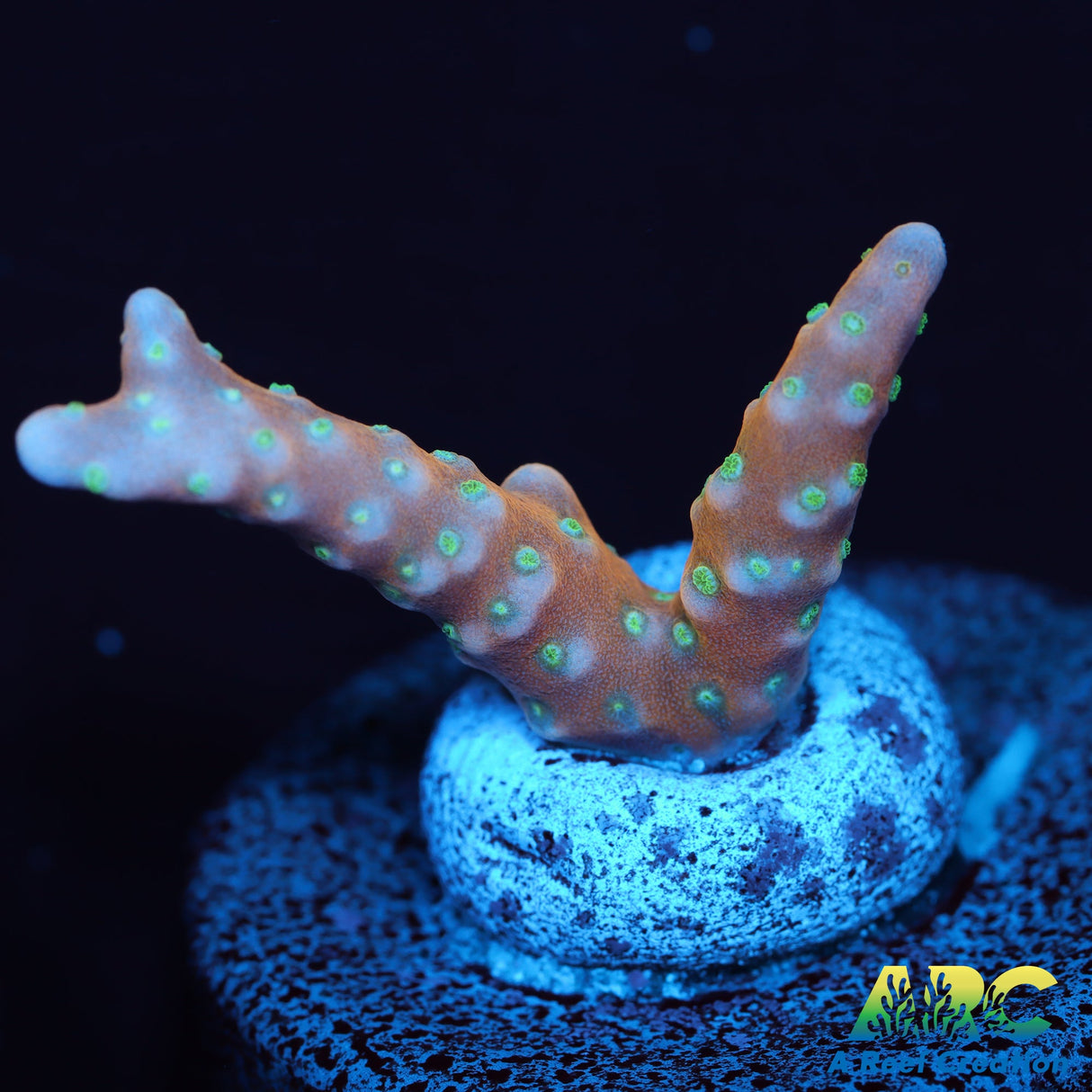 RRC Tropicana Anacropora