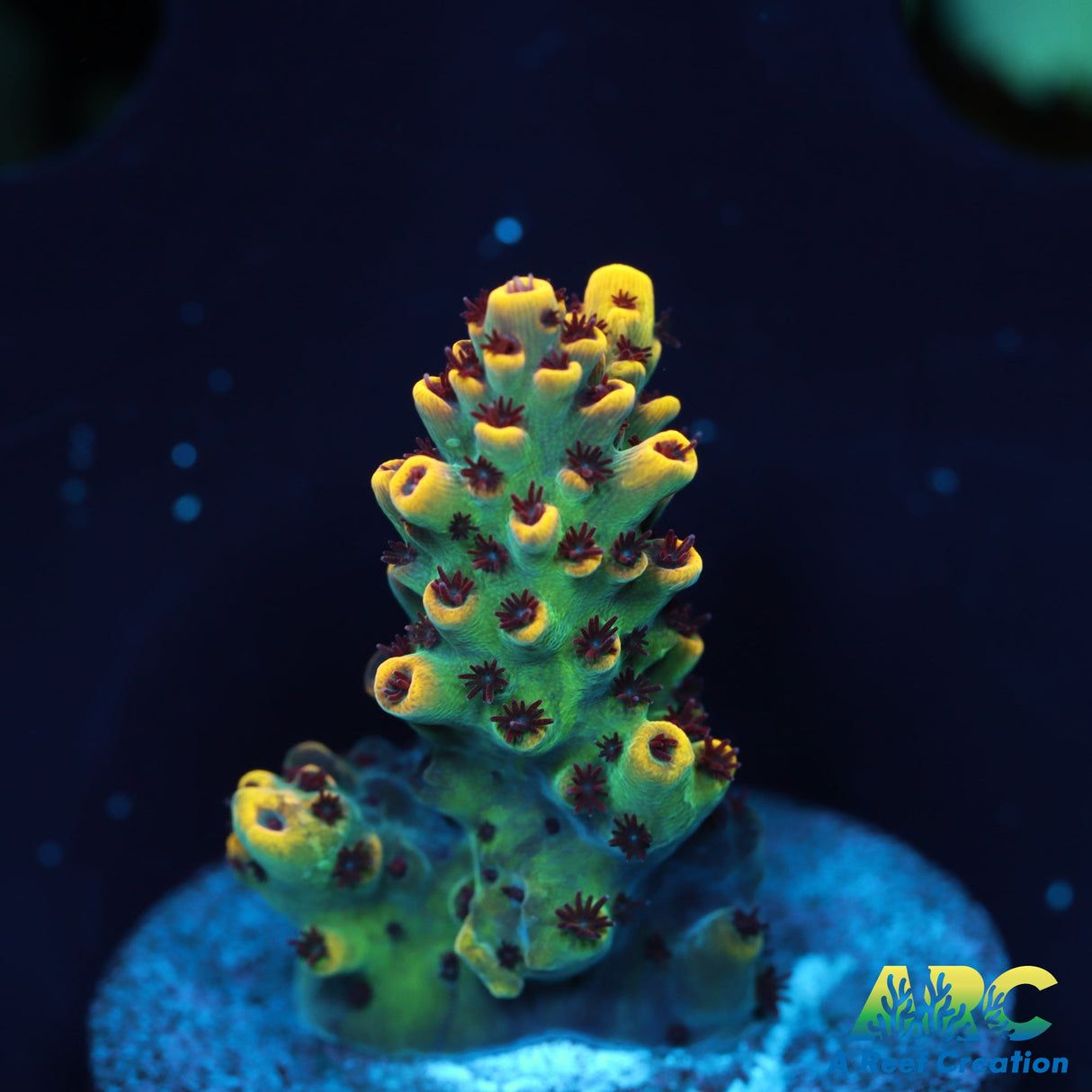 WWC Red Polyp Clathrata