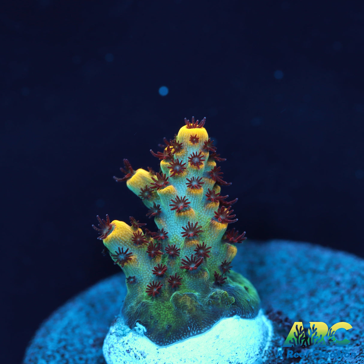 WWC Red Polyp Clathrata