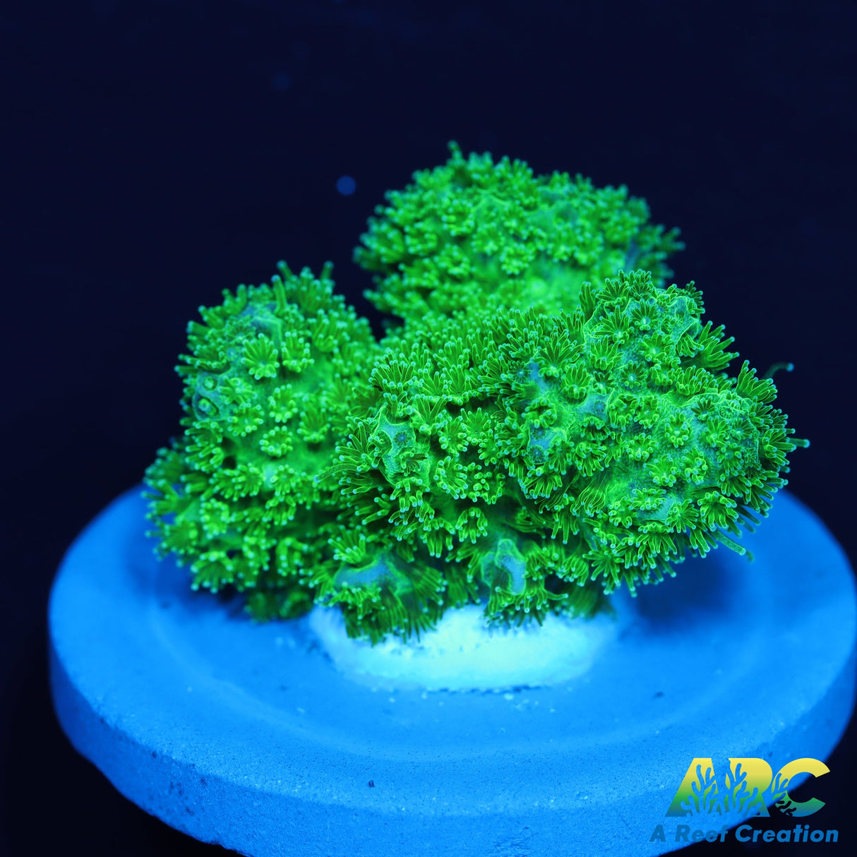 Green Pocillopora