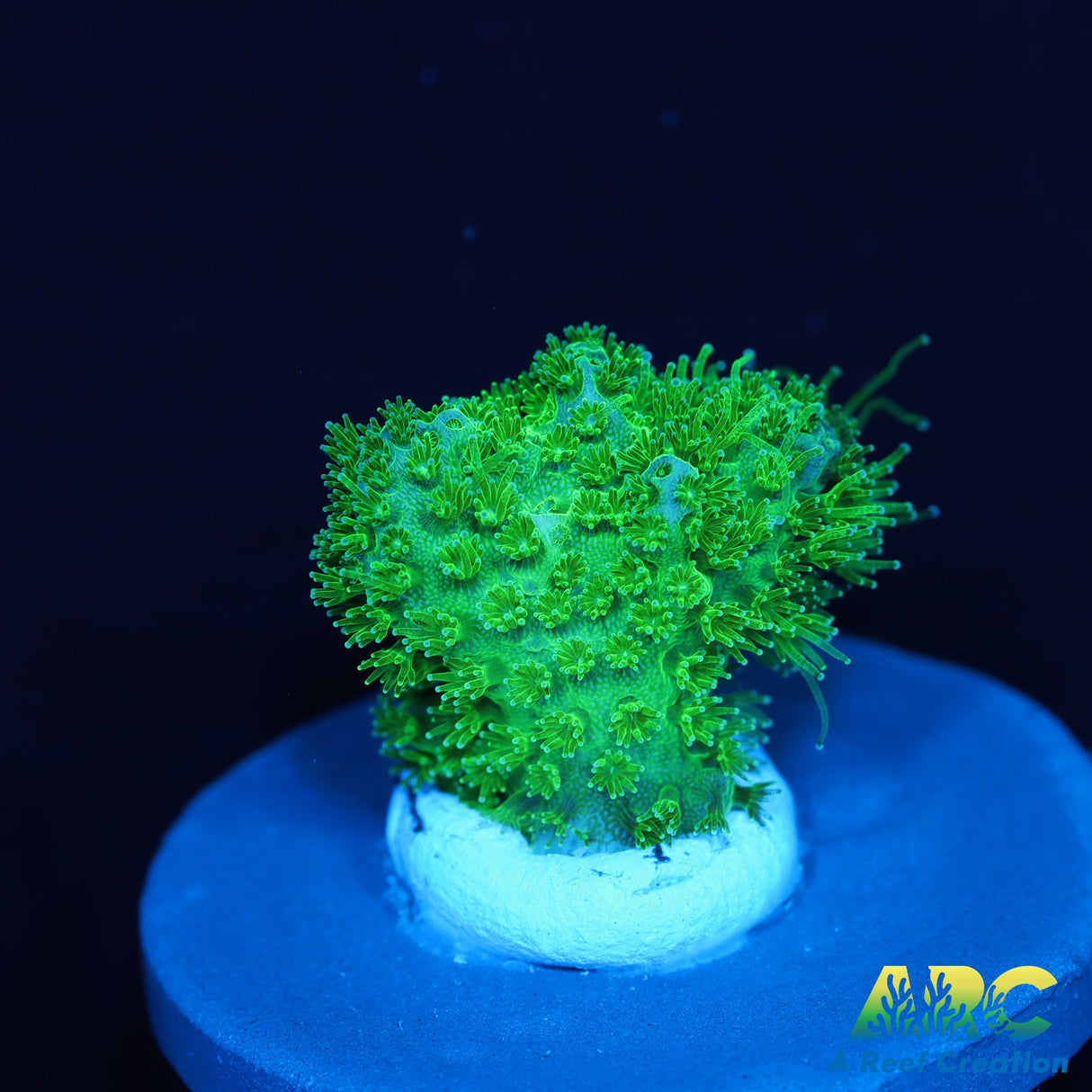 Green Pocillopora