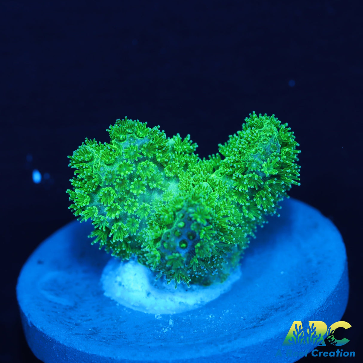 Green Pocillopora