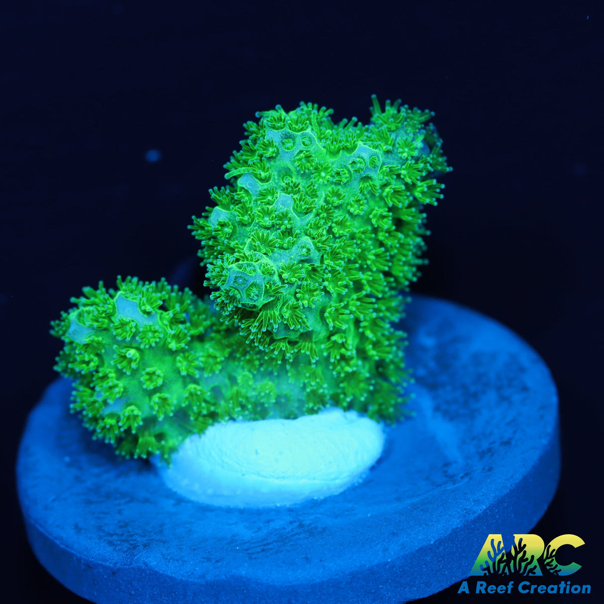 Green Pocillopora