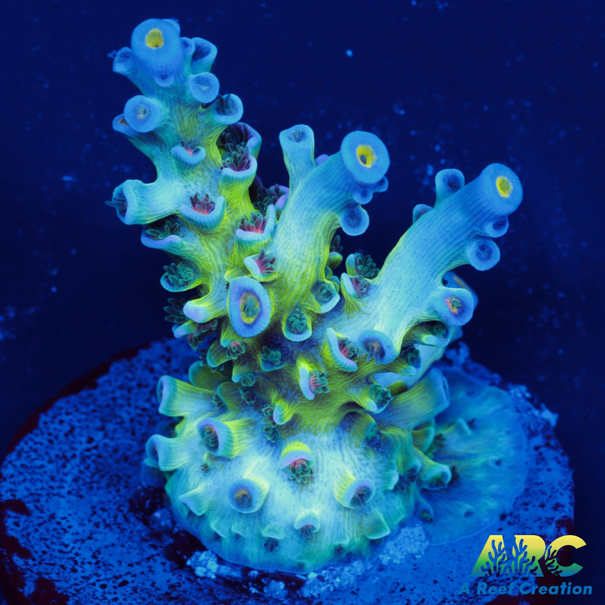 CC Pink Highlighter Tenuis