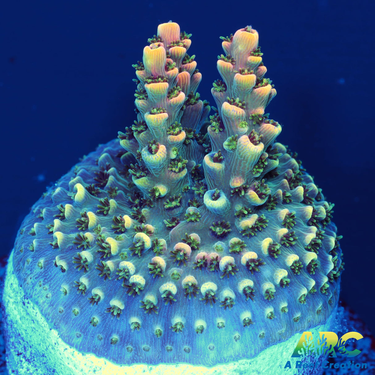 Sanjay's Party Time Table