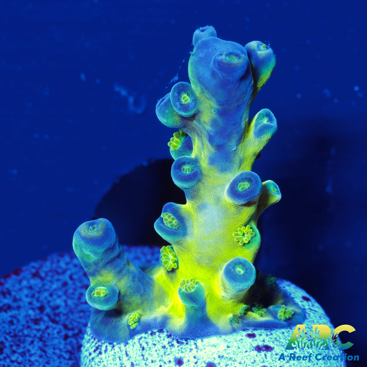 ARC Bullfrogs Acro