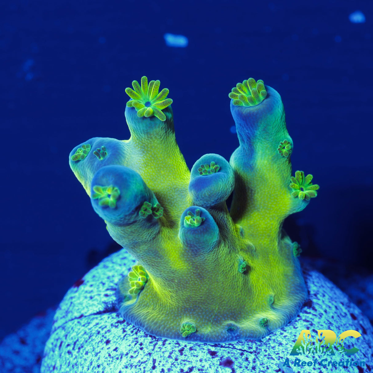 ARC Bullfrogs Acro