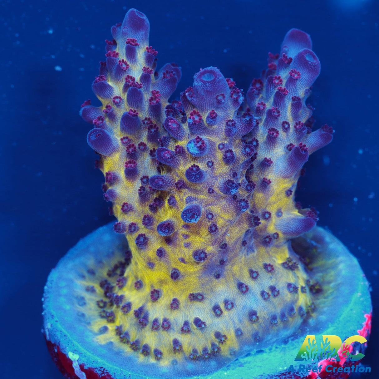 Sanjay's Red Photon Acro