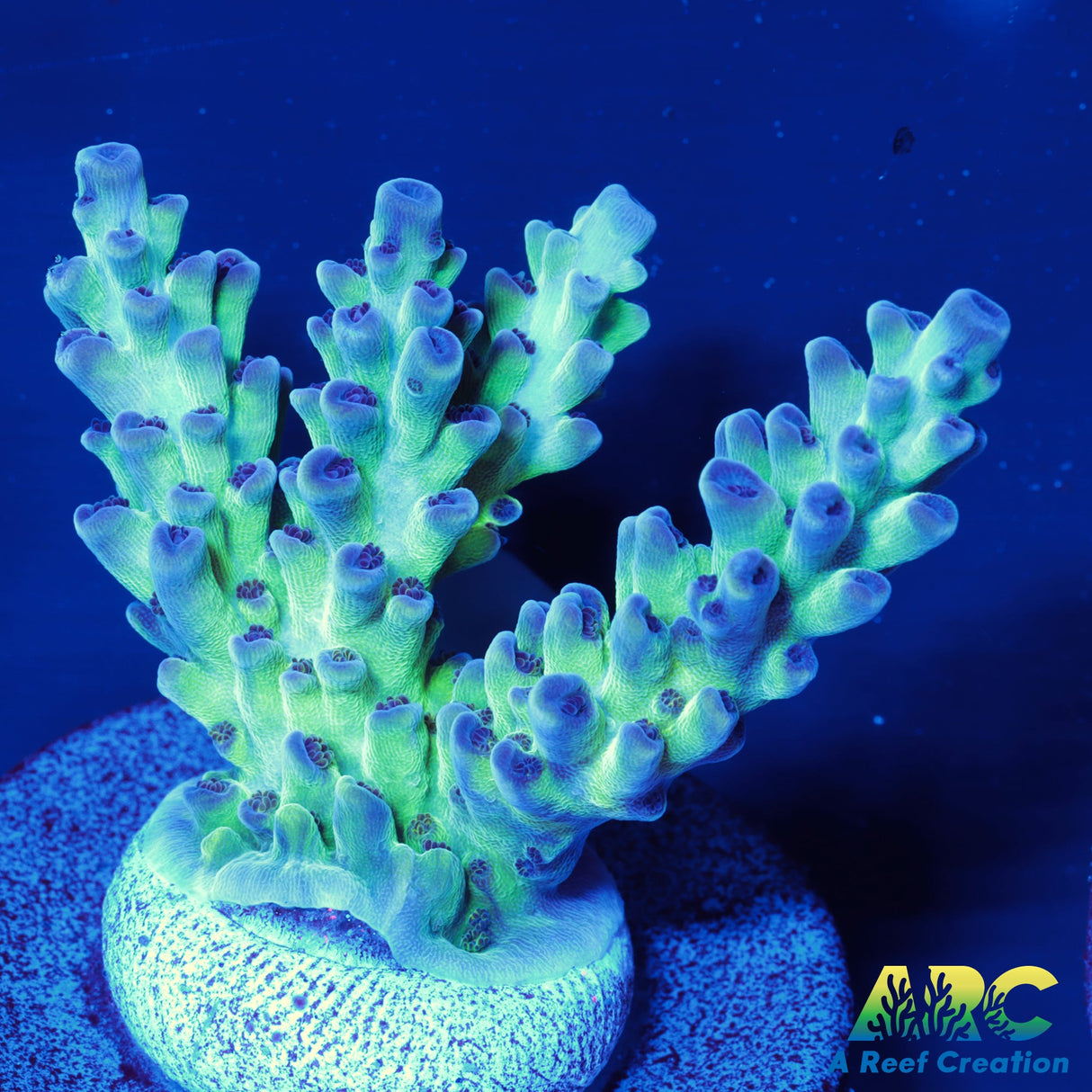 ARC Northern Lights Acro