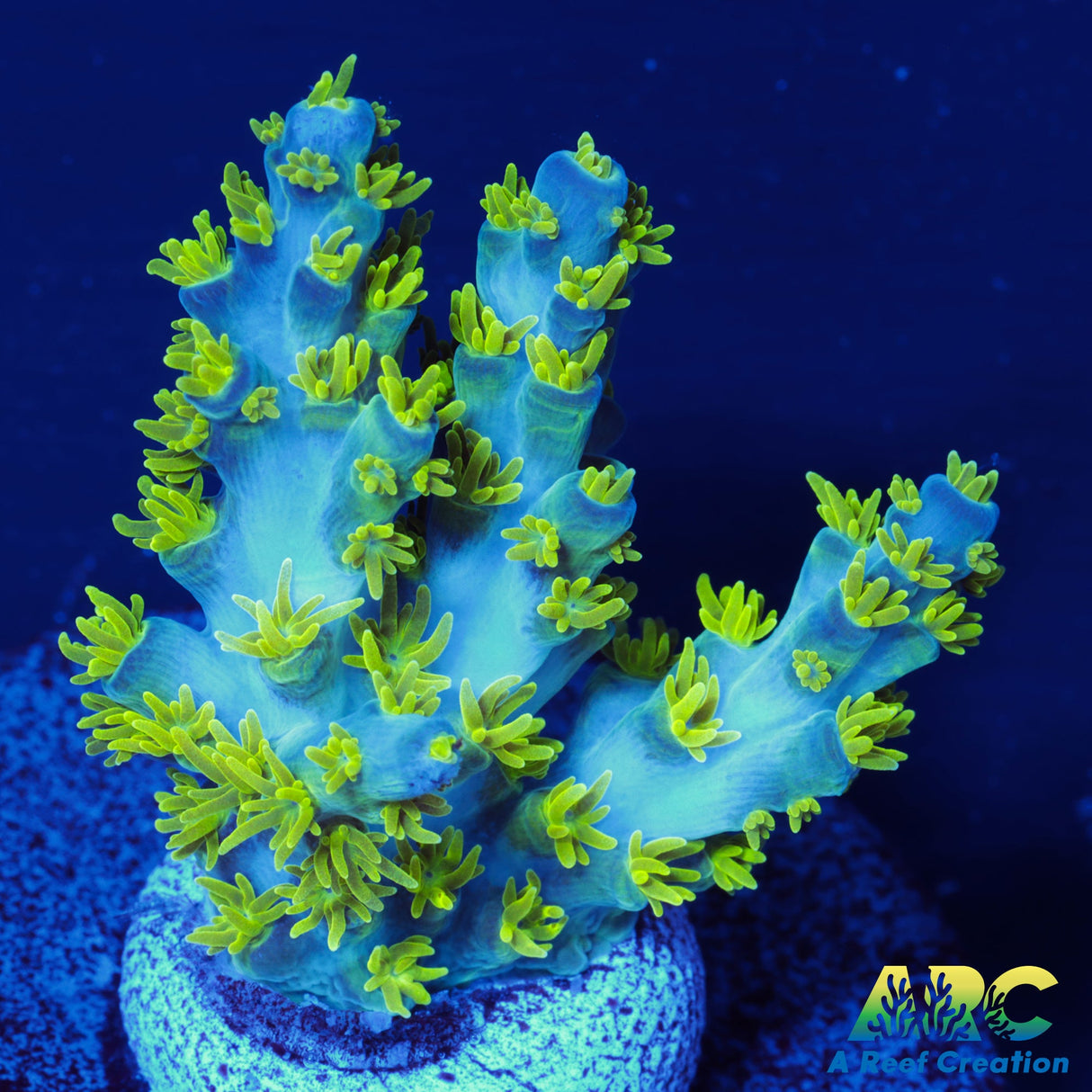 RRC Marvin the Martian Acro