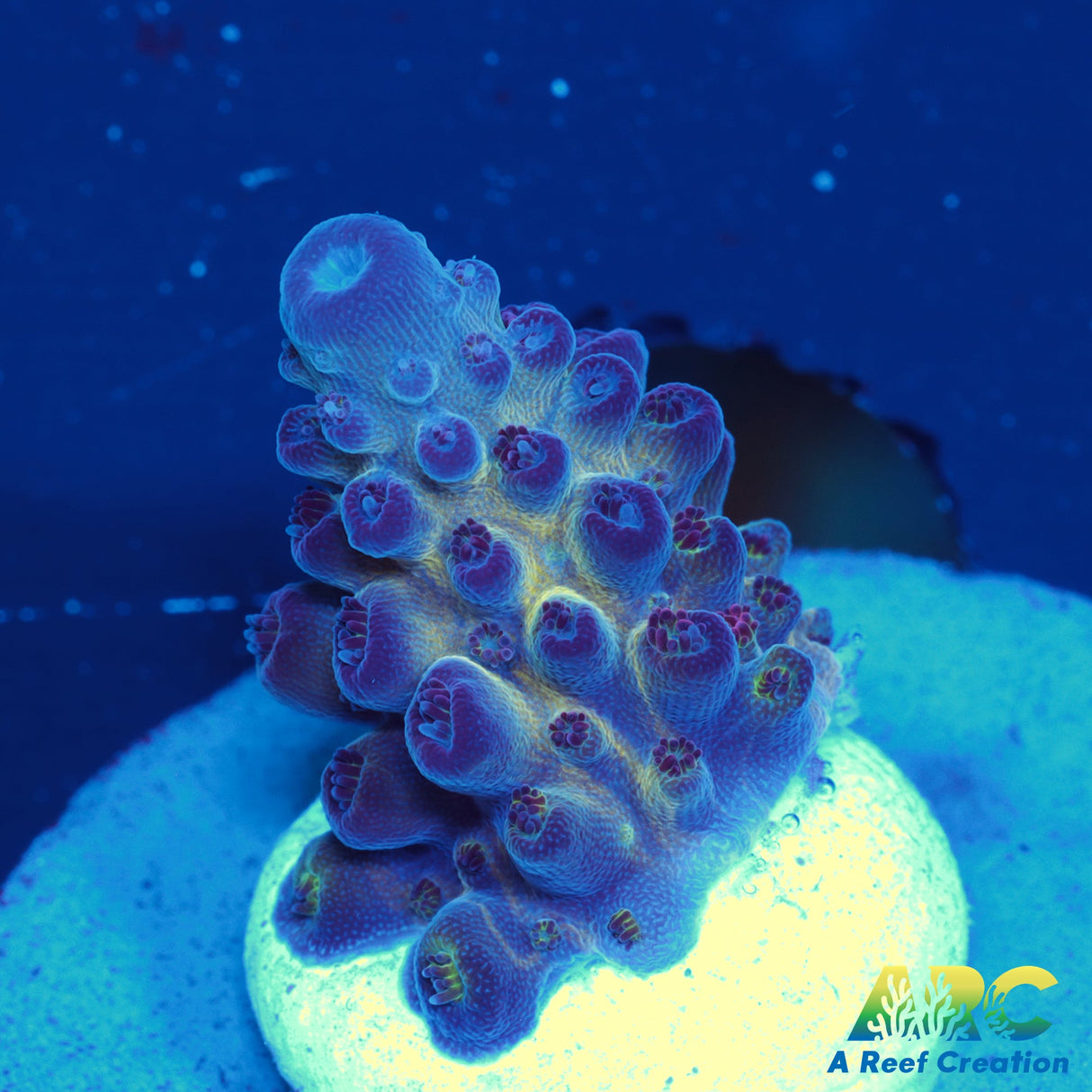 Sanjay's Red Photon Acro