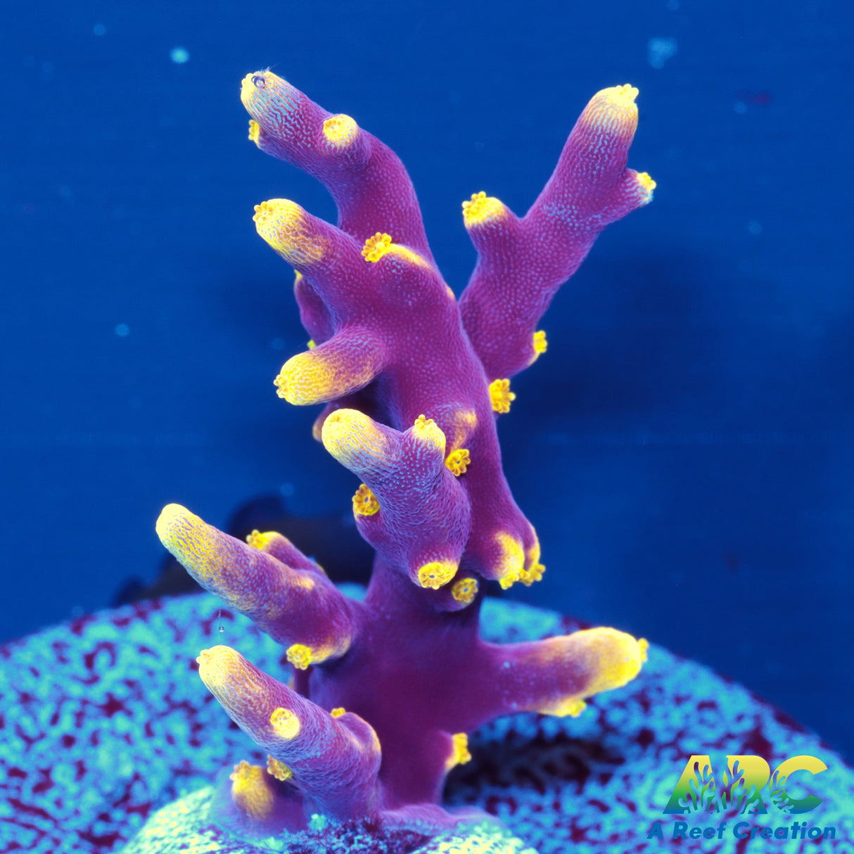 WWC Little Red Ferarri Acro