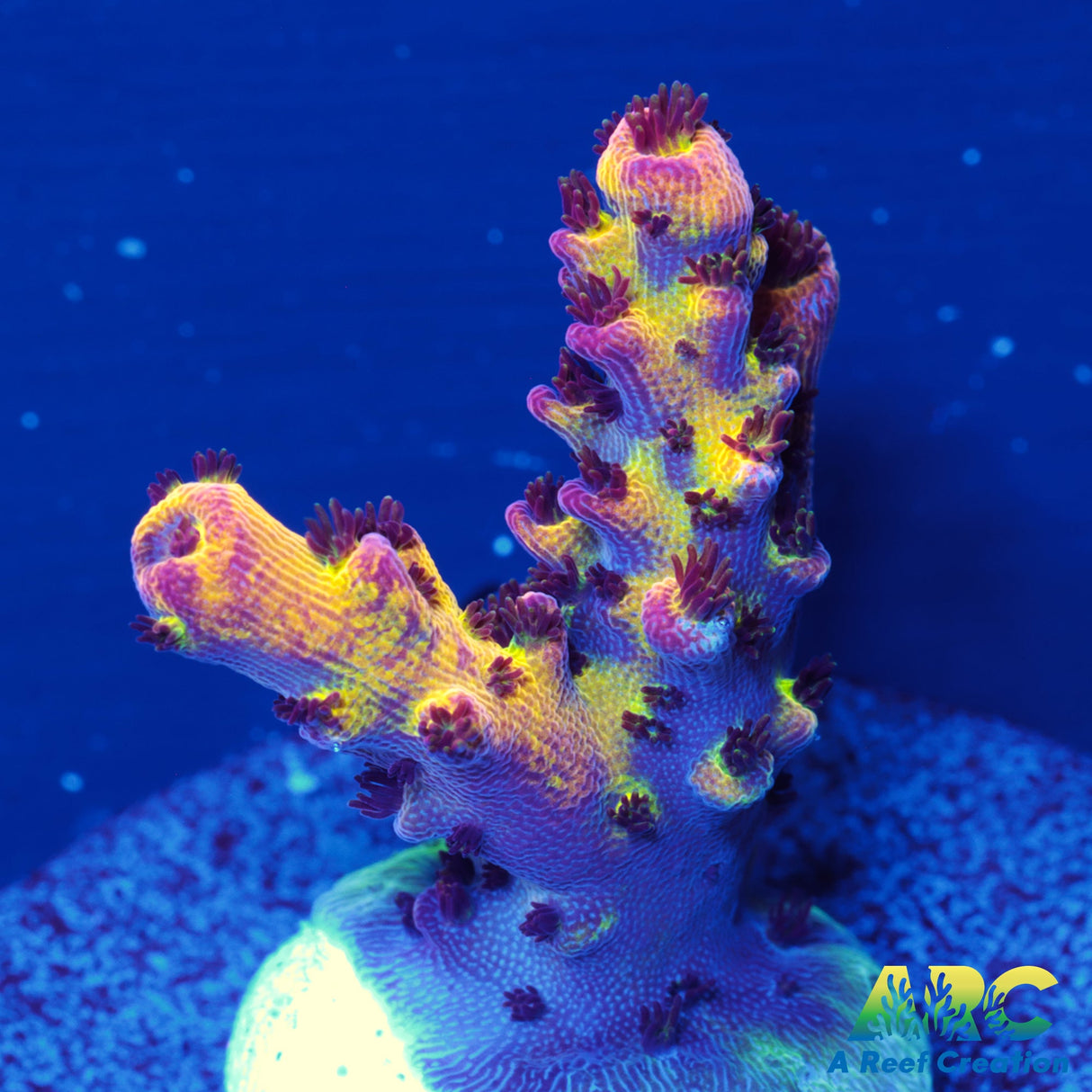 PC Rainbow Acro