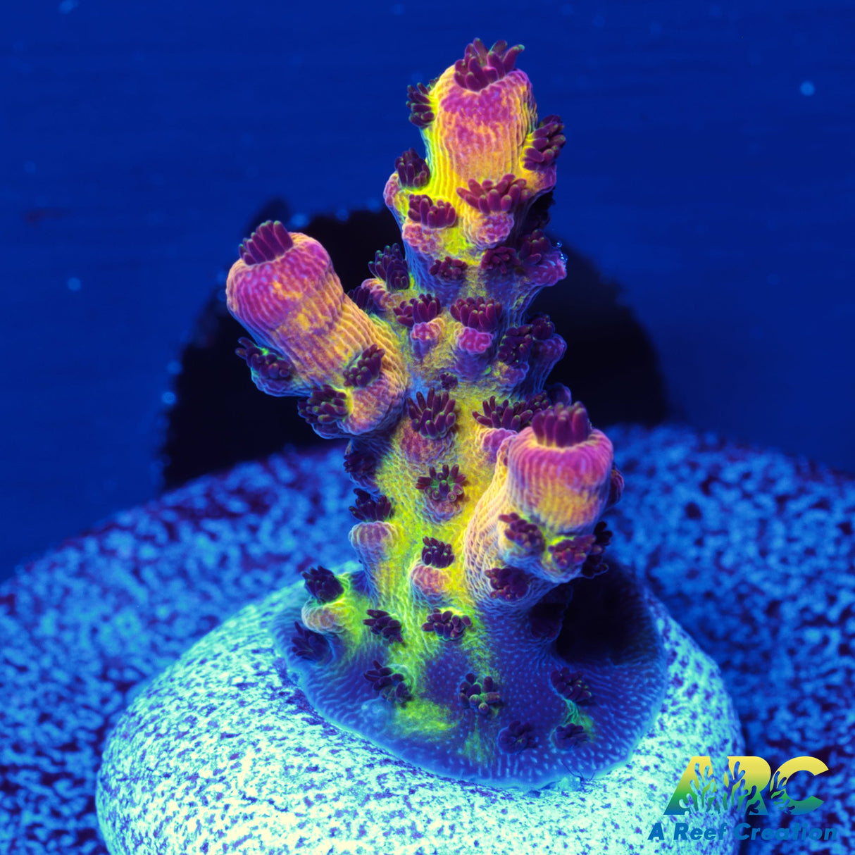 PC Rainbow Acro