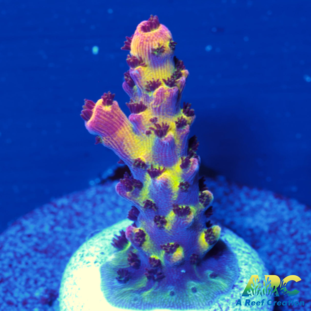 PC Rainbow Acro