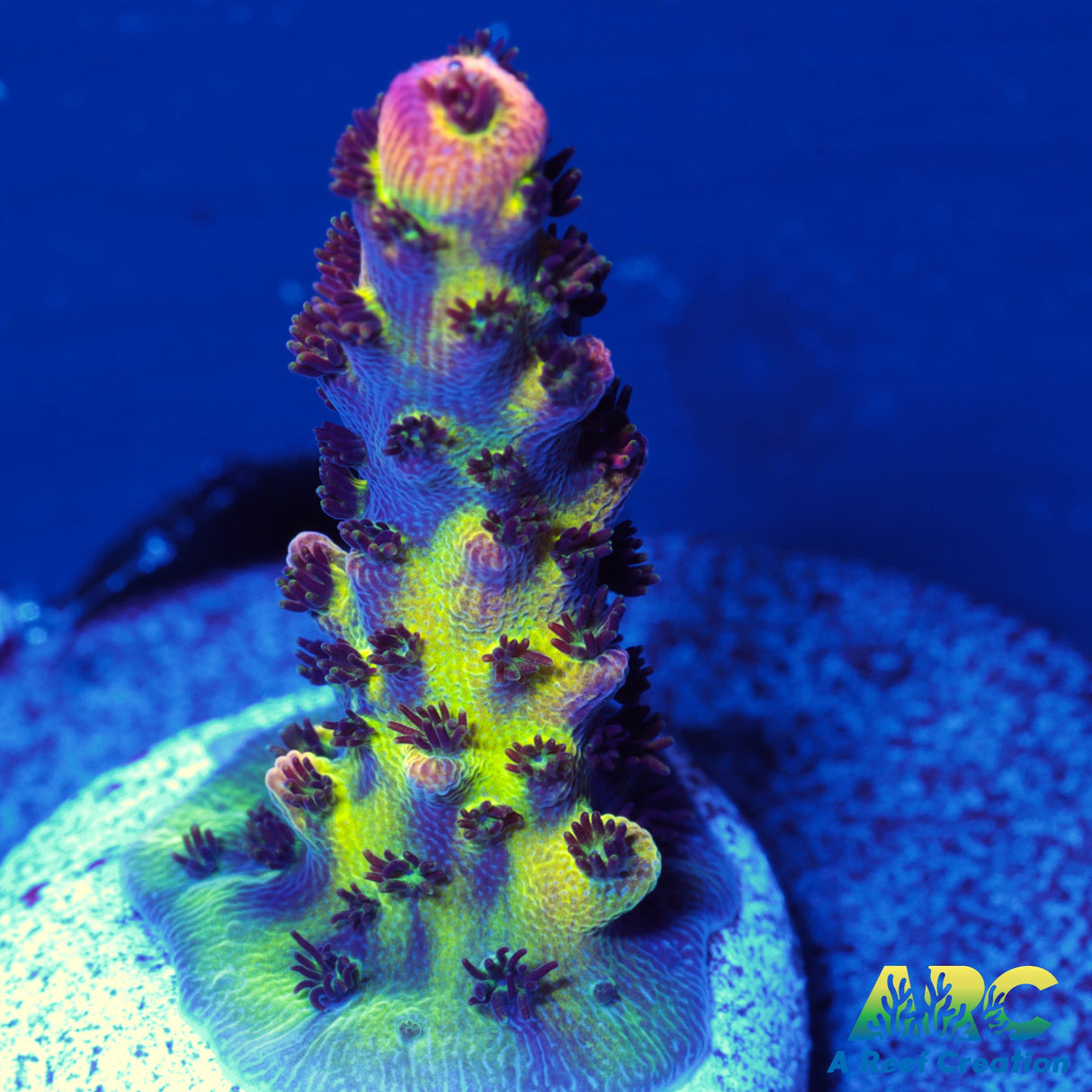 PC Rainbow Acro