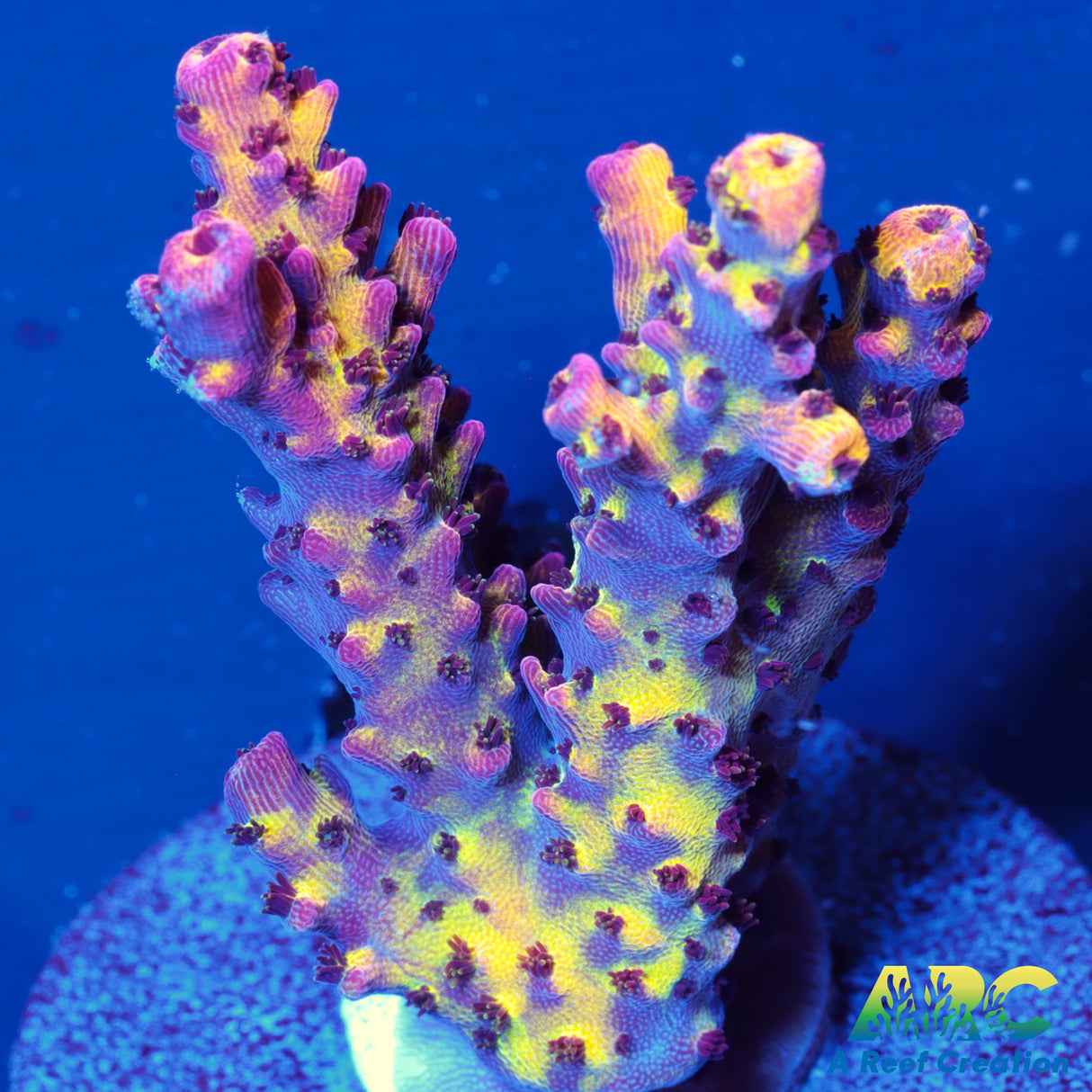 PC Rainbow Acro