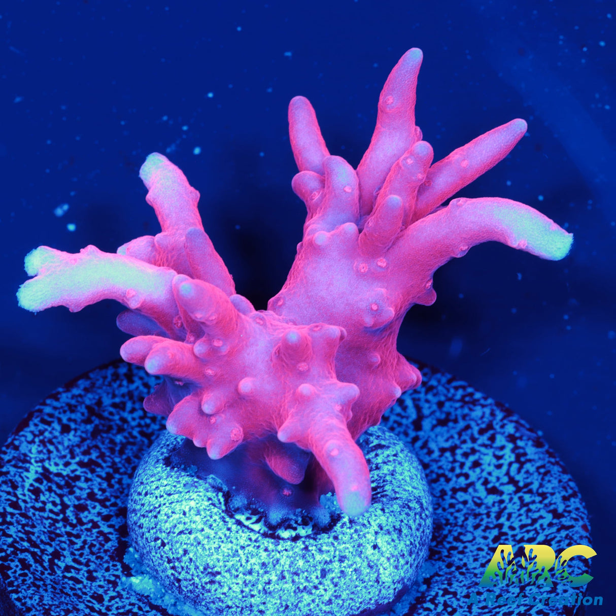 JF TNT Anacropora