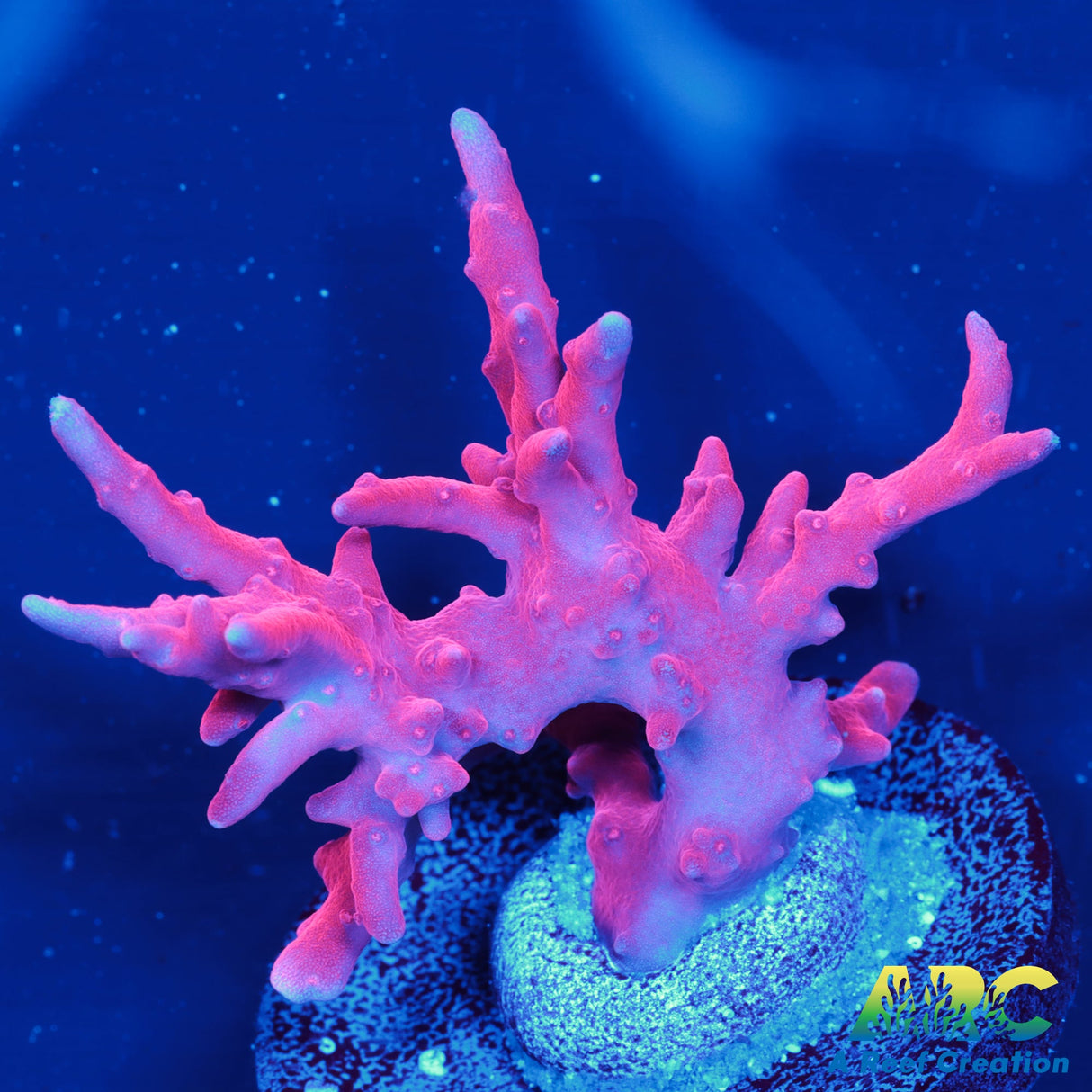 JF TNT Anacropora