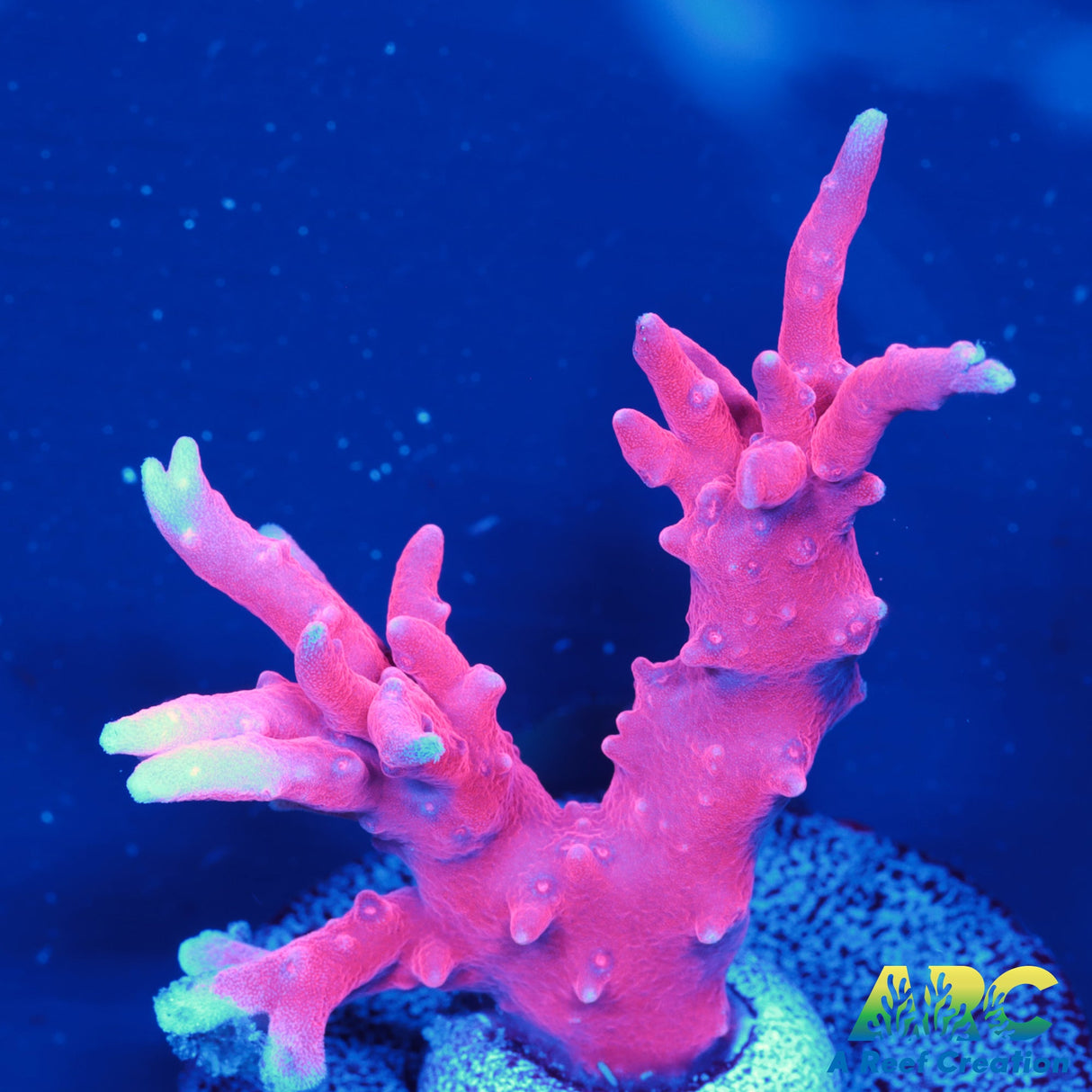 JF TNT Anacropora