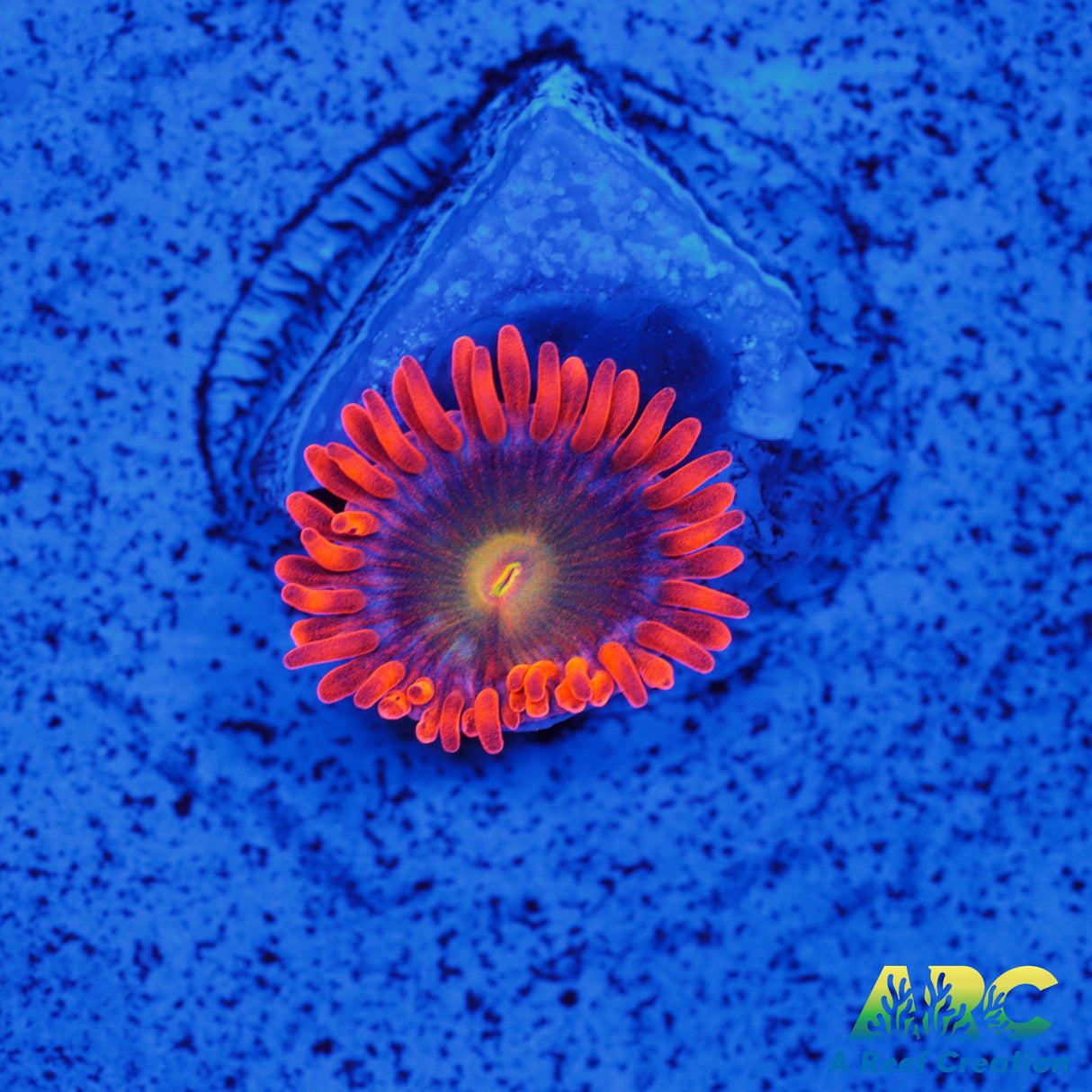 CC Mango Fusion Zoa