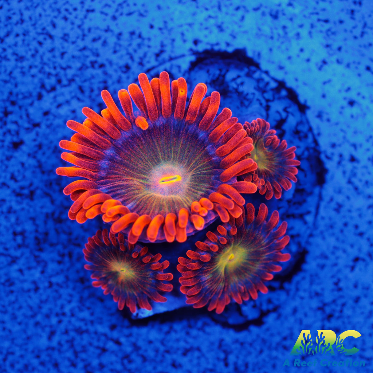 CC Mango Fusion Zoa