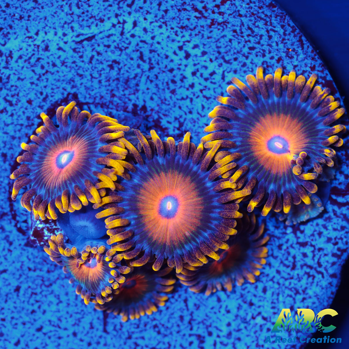 OG Super Saiyan Zoa