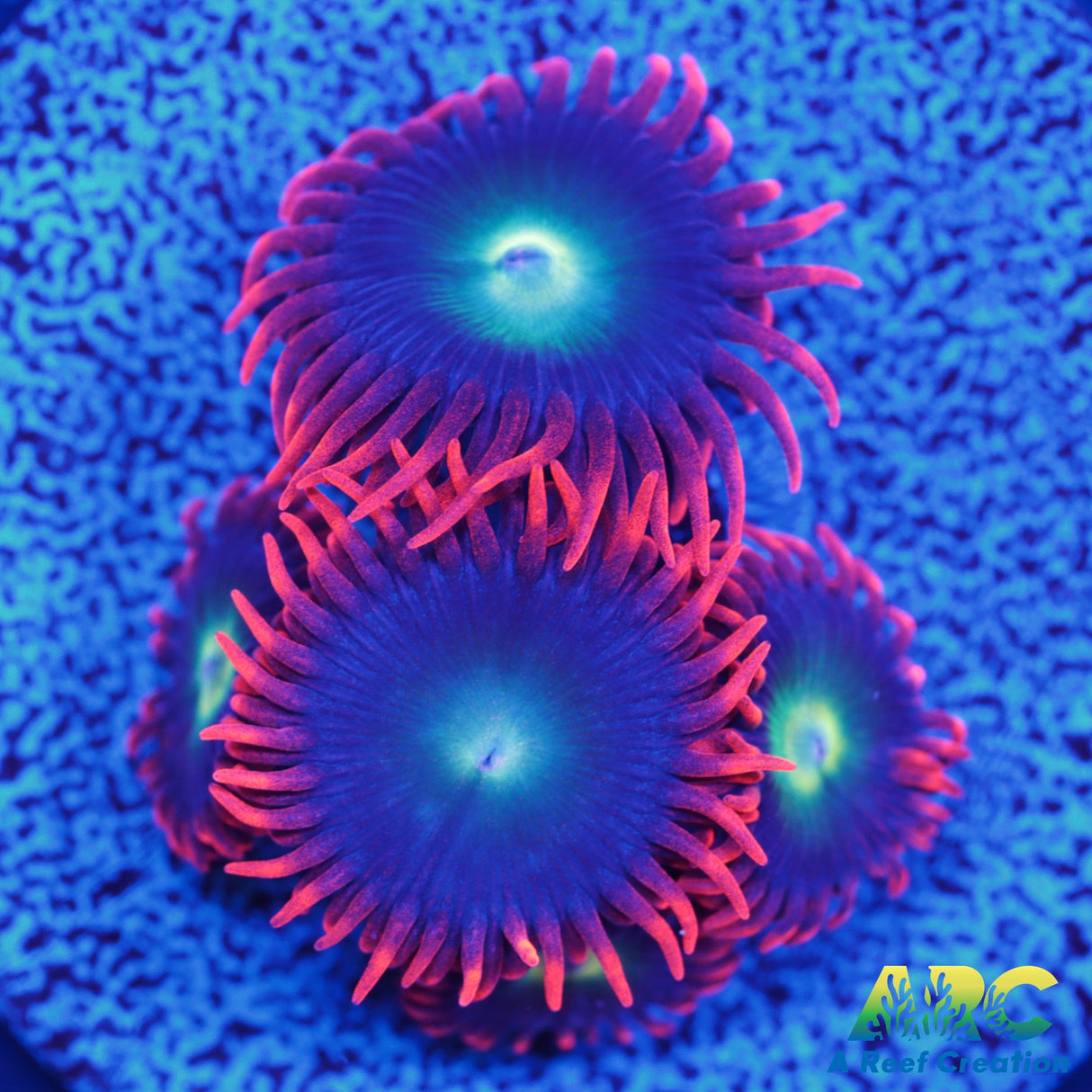 Punk Rocker Zoa