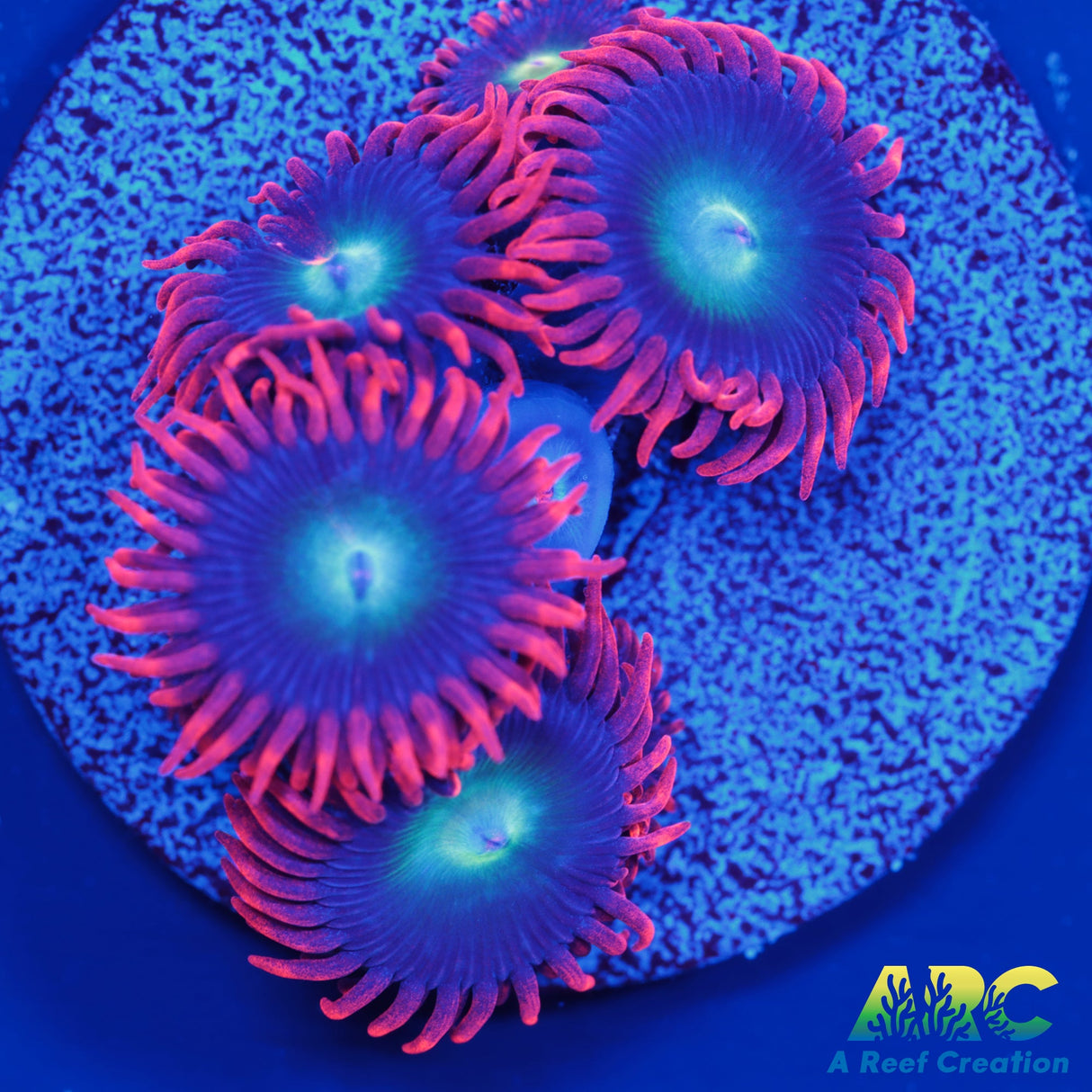 Punk Rocker Zoa