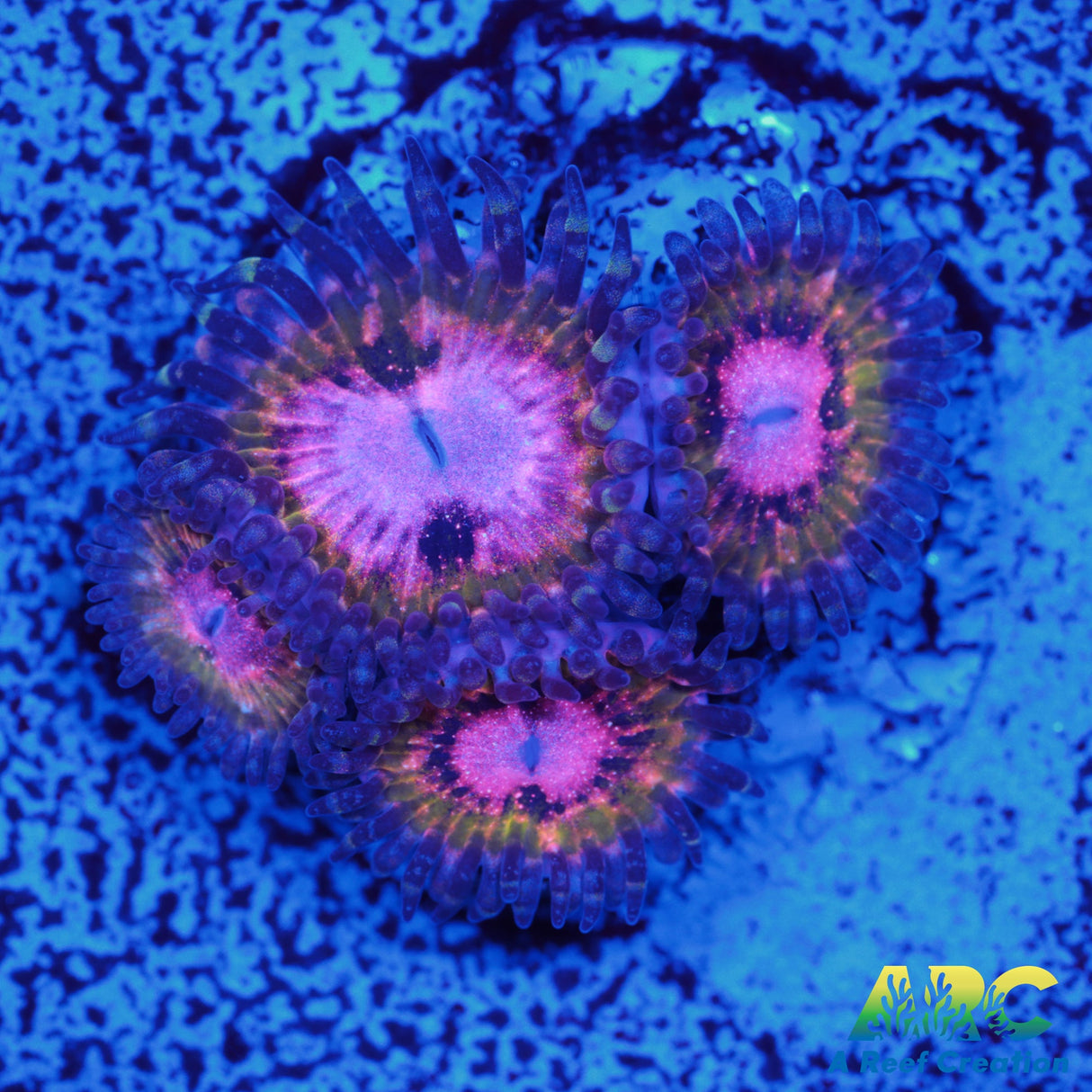 Pink Krak Zoa