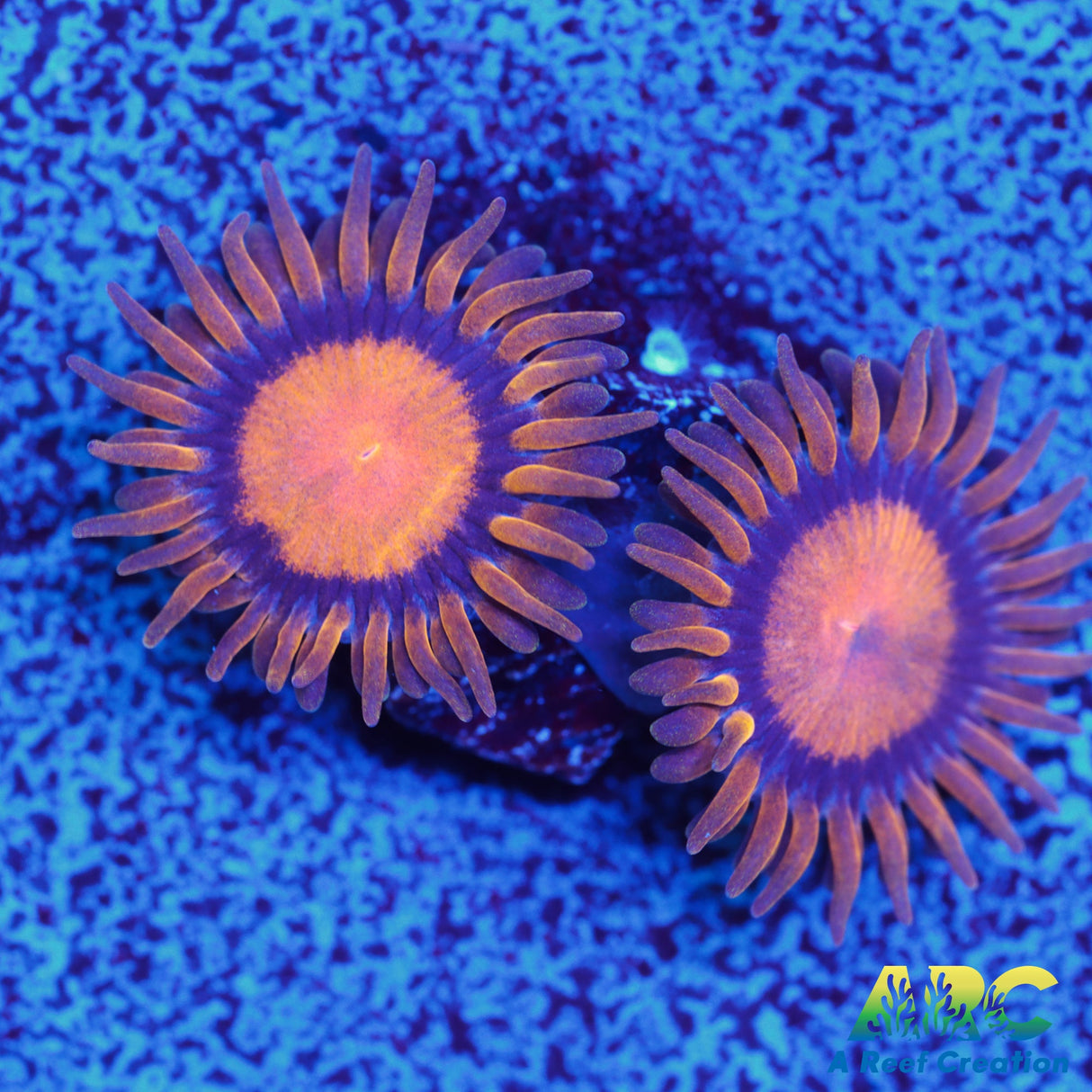 King Midas Zoa