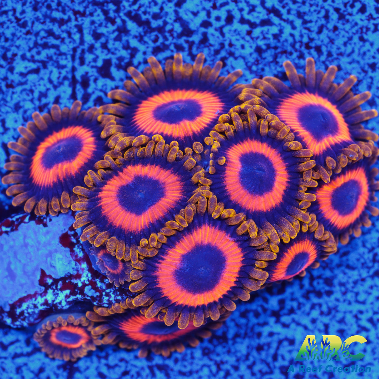 Jungle Juice Zoa