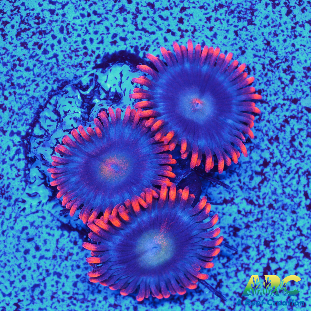 CC Burning Blue Sky Zoa